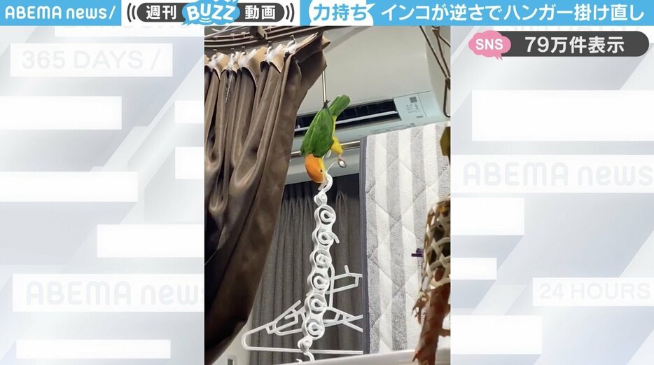 シロハラインコの「まさるくん」