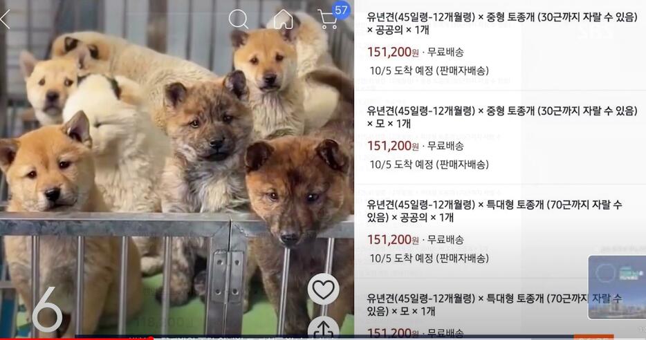 ネット通販サイトに掲載された子犬の通販