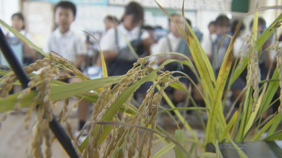 “騒動の秋”現役農家がコメ授業　広島・府中市の小学校