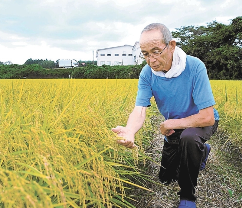 コメの出来を確認する内山さん。概算金の大幅増を収穫間近の明るい話題と受け止める＝天栄村