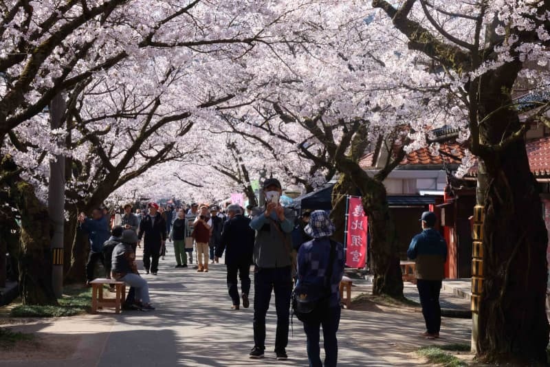 花見客で賑わうがいせん桜並木＝２０２４年４月