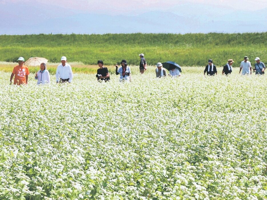 辺り一面を白く染めるソバの花＝富山市宮成新