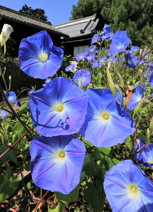 鮮やかな青色の花びらが涼しげなヘブンリーブルー