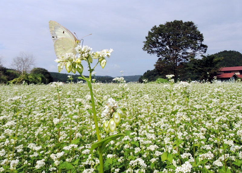 一面の白い花と特有の香りに誘われ、チョウなどの虫が集まっているソバ畑＝12日午前9時20分、一関市花泉町日形