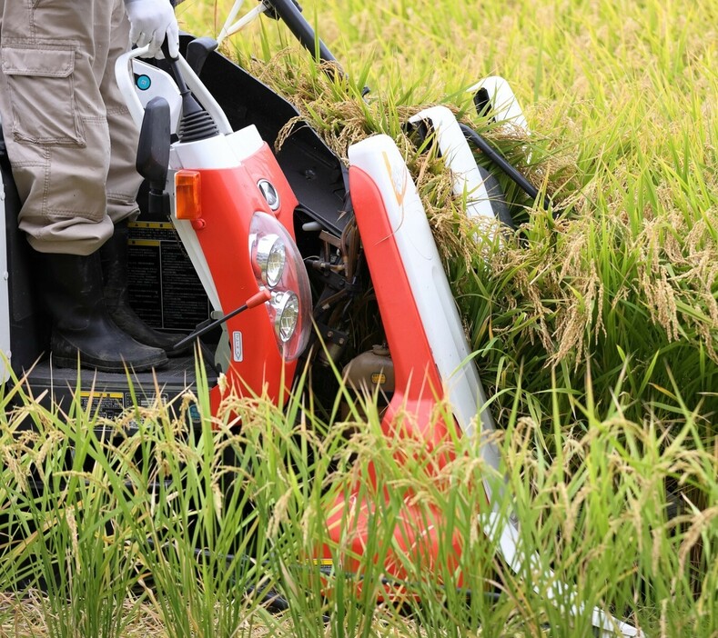 コメ農家の倒産・廃業が過去最多を更新する見通し（写真＝イメージ）