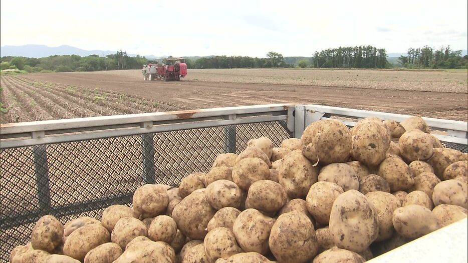 「今金男しゃく」の収穫が盛ん