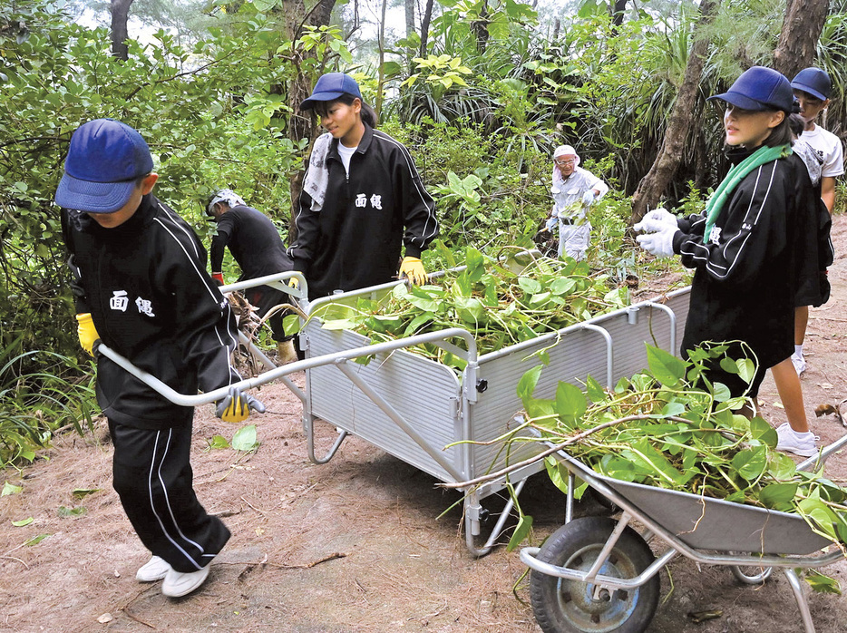 ポトスの駆除作業に汗を流す面縄中の生徒＝3日、鹿児島県伊仙町