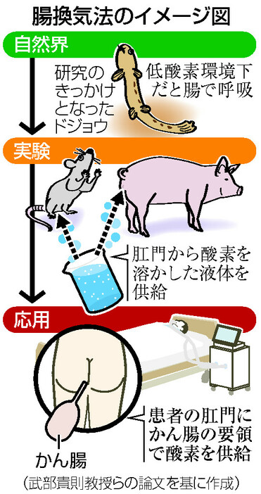 腸換気法のイメージ図