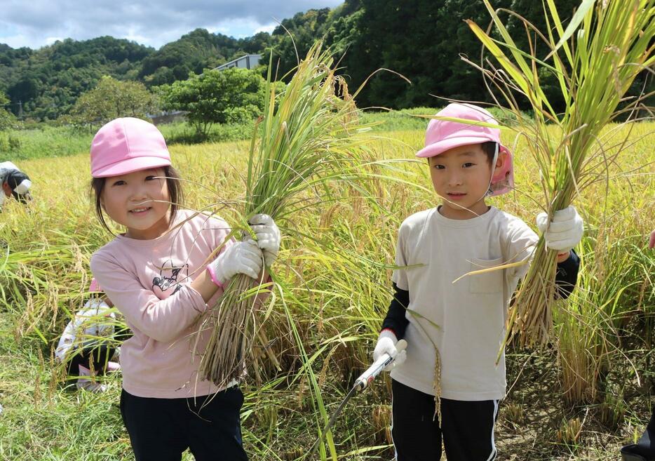 刈り取った稲をうれしそうに掲げる園児＝2024年9月10日午前10時58分、兵庫県丹波市春日町野上野で