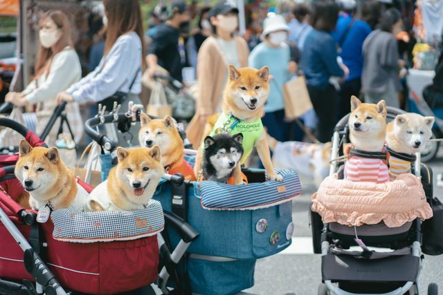 前回の「犬祭り@土岐プレミアム・アウトレット」開催時の様子