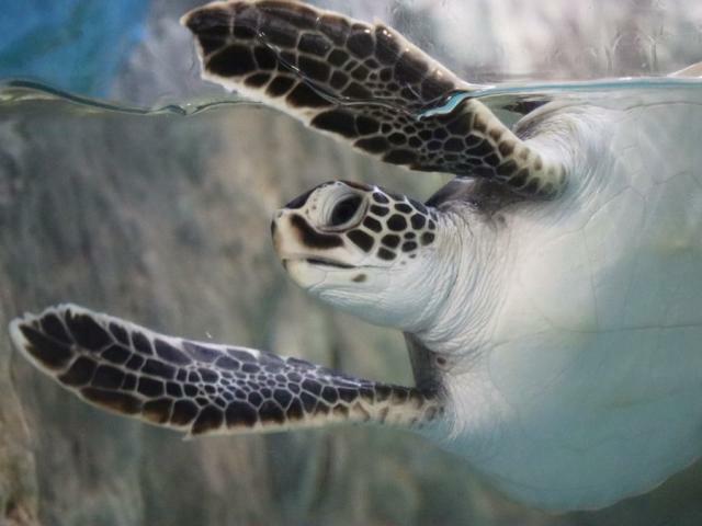 三重県の紀宝町ウミガメ公園のウミガメ