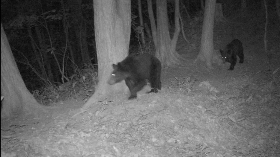 カメラに映る2頭のクマ