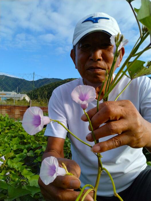 本州では滅多に咲かないとされるサツマイモの花。今年は過酷な環境だった？＝兵庫県丹波市青垣町で