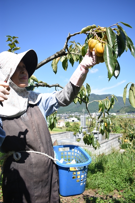 西条柿の収穫に励む落合さん=岡山県津山市で