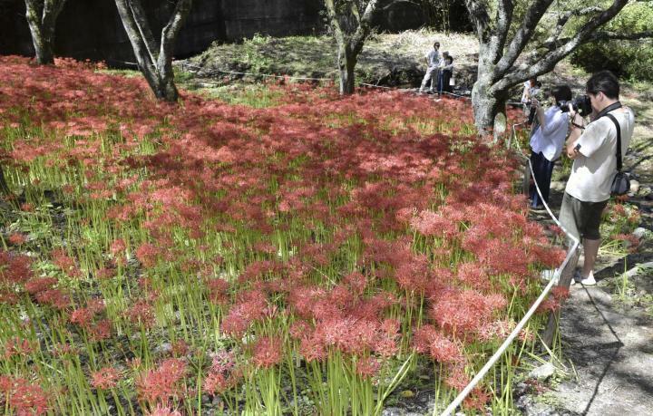 見頃を迎え、多くの人が訪れているヒガンバナ群生地＝23日午後、松山市窪野町