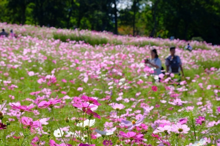 国営滝野すずらん丘陵公園に彩りの秋がやってくる　見ごろのダリアやコスモスフェスタ、そして紅葉まつりも