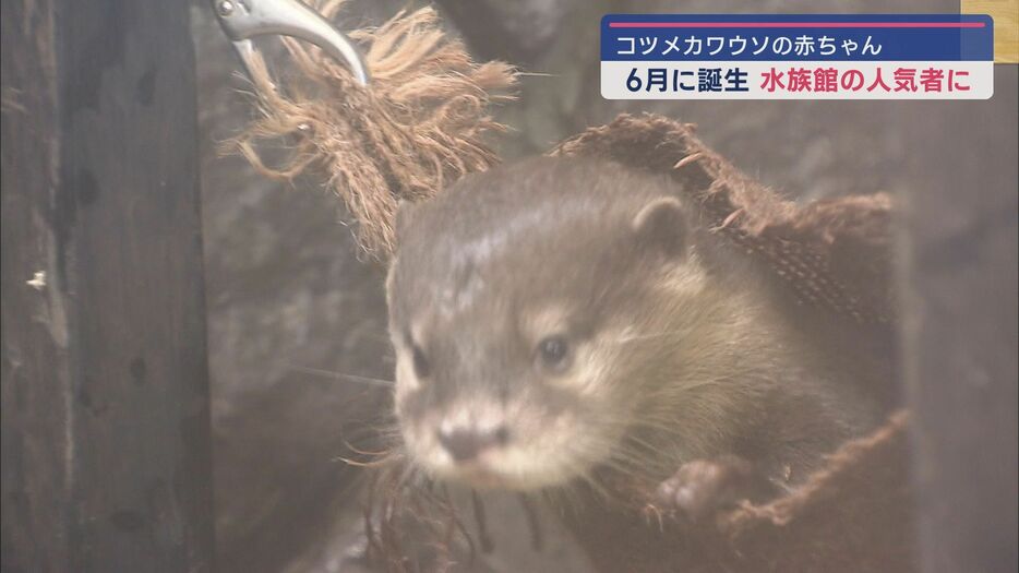 コツメカワウソの赤ちゃん