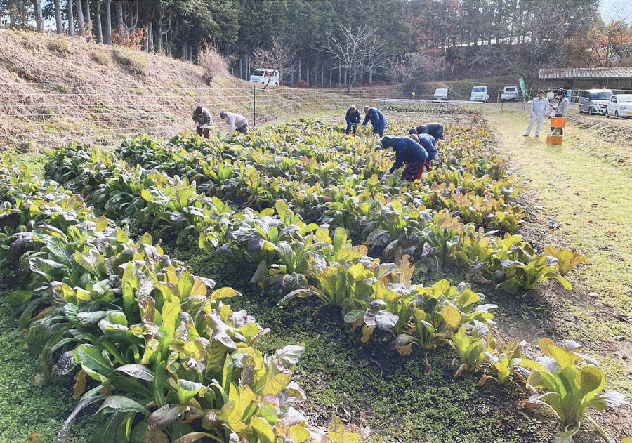 貸し出す源助かぶ菜の圃場。写真は昨年の収穫体験の様子