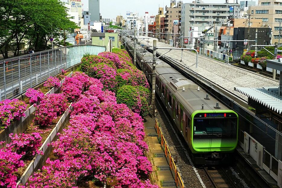 駒込駅に停車中の山手線と線路脇のツツジ（PIXTA）