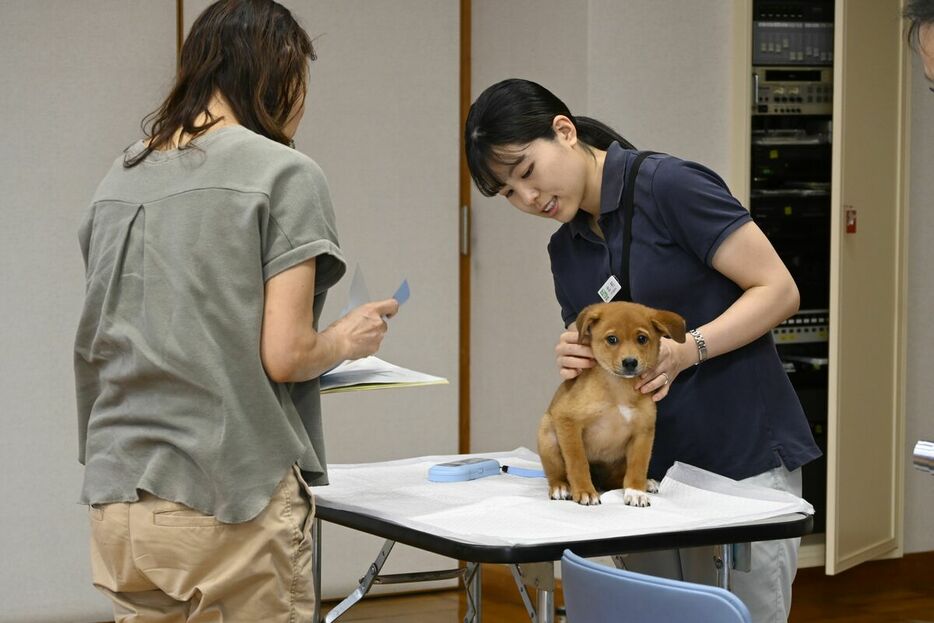 譲渡が決まった子犬のマイクロチップの確認などが行われた