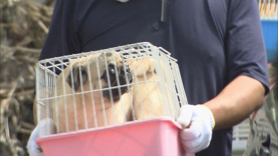 松本市の販売業者が施設で飼育していた犬