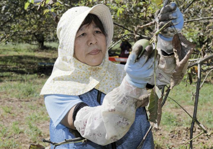 クルミの実を収穫する生産者＝16日午前、西条市丹原町高松