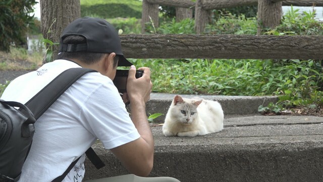 地域猫の写真を撮影　服部佳弘さん