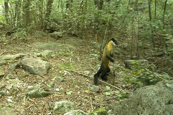 忠清北道の俗離山国立公園に設置された野生生物無人カメラで8月3日にとらえられたテンが、ナワバリを主張している=国立公園公団提供