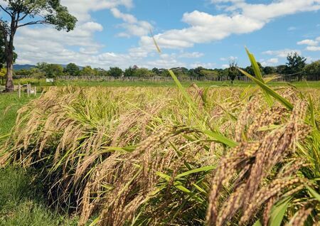 たわわに実った古代米。23日の佐賀県内は、最高気温が軒並み30度を下回るなど猛暑がやわらいだ=神埼市郡の吉野ケ里歴史公園