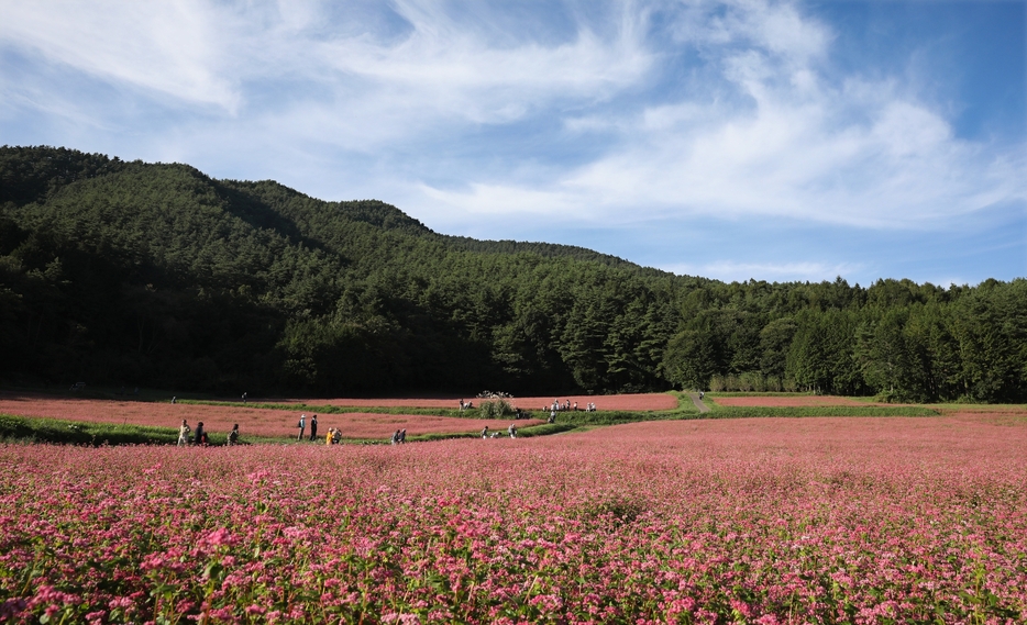 赤ソバの花が咲き誇る「赤そばの里」でも知られる長野県箕輪町＝同町で2019年9月25日、佐々木順一撮影