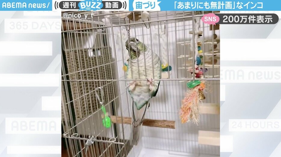 ウロコインコの「ベルヴェールちゃん」