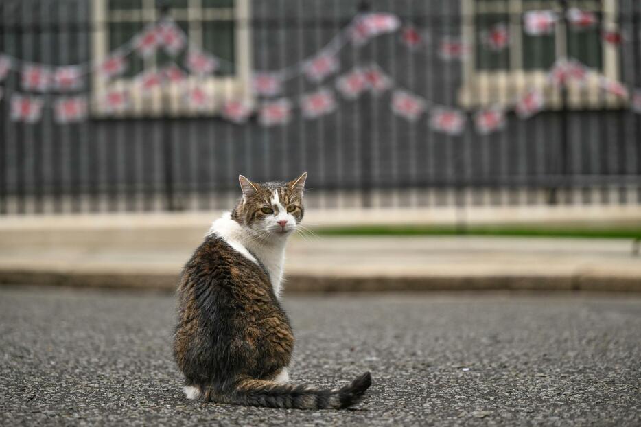 首相官邸前の通りに座る雄ネコのラリー＝7月、ロンドン（ゲッティ＝共同）