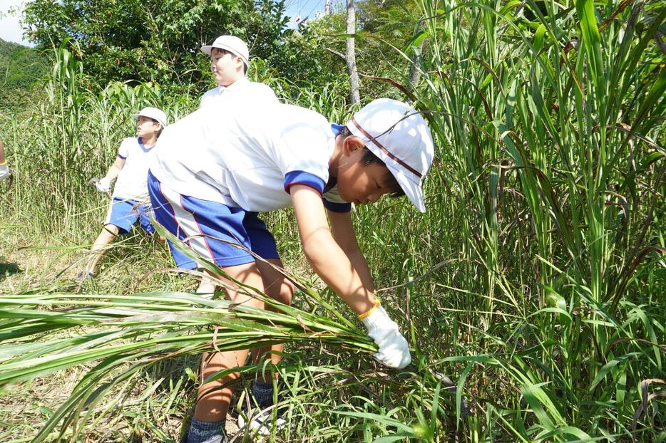 牧草を刈り取る児童たち