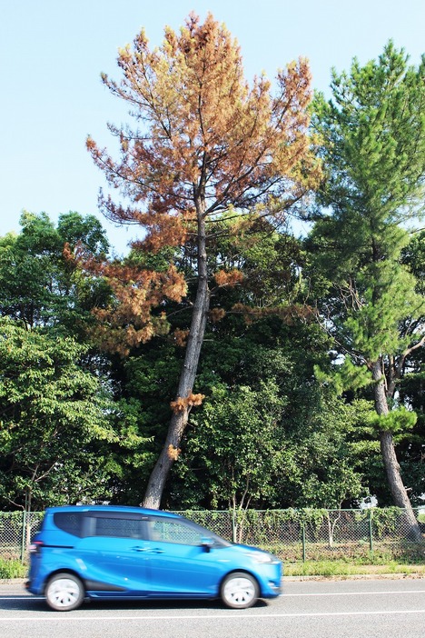 松くい虫病で枯れた空港通り沿いのマツの大木（沖宇部で）