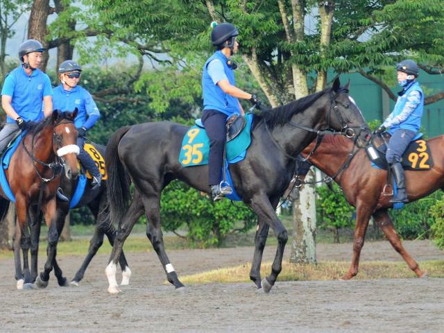 今週デビュー予定のガルダイア(撮影：竹之内元)