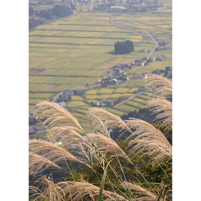 黄金色に色づき始めた田んぼのパッチワークと日差しに透けて輝くススキ