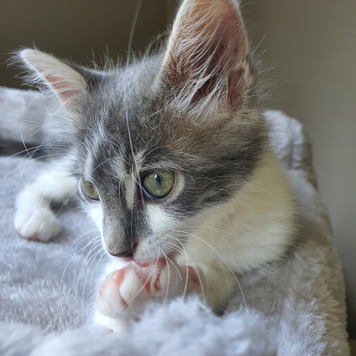 ブリティッシュロングヘアーのウナさまは1歳の女性猫さま