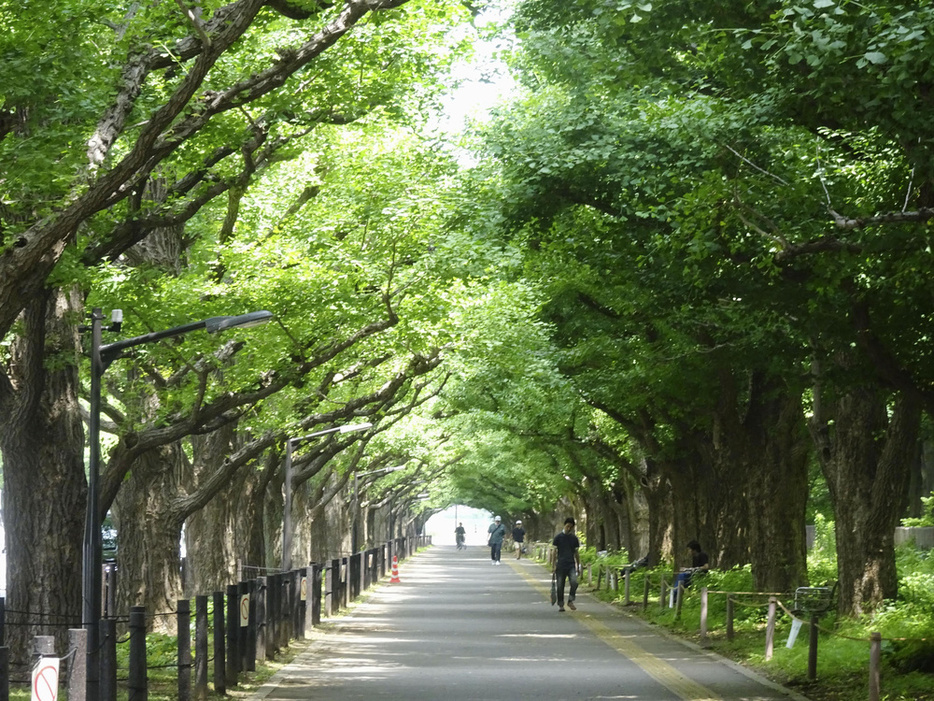 東京・明治神宮外苑のシンボルとなっているイチョウ並木＝6月