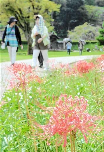 一乗谷朝倉氏遺跡で咲き始めたヒガンバナ=9月17日、福井県福井市城戸ノ内町