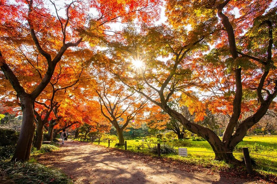 小石川植物園=東京大学大学院付属植物園　PIXTA