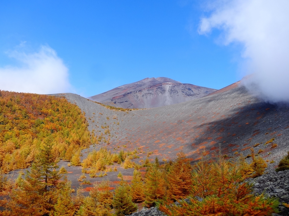 宝永火口の下部に広がるカラマツ林。10月には黄色く染まる