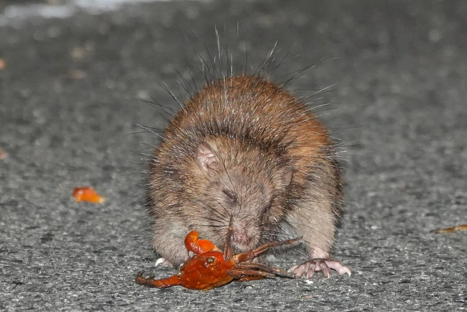 カニを捕食するケナガネズミ＝8月29日、鹿児島県奄美市名瀬（越間茂雄さん提供）