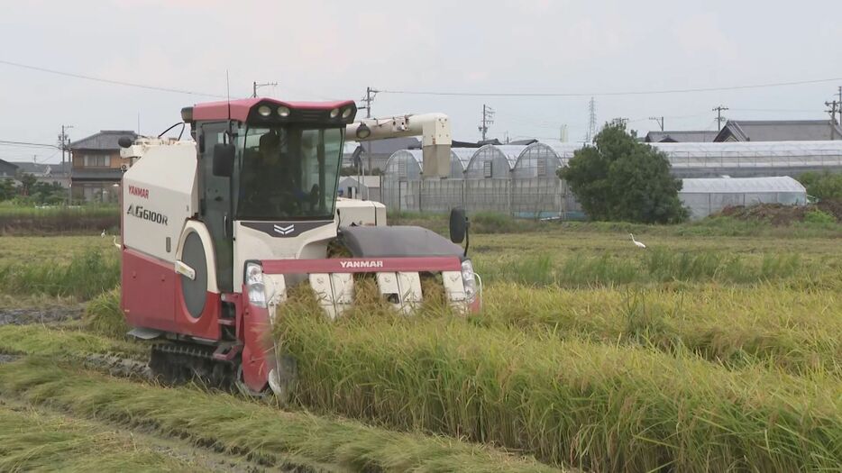 新米のコシヒカリを収穫する農家 愛知県西尾市