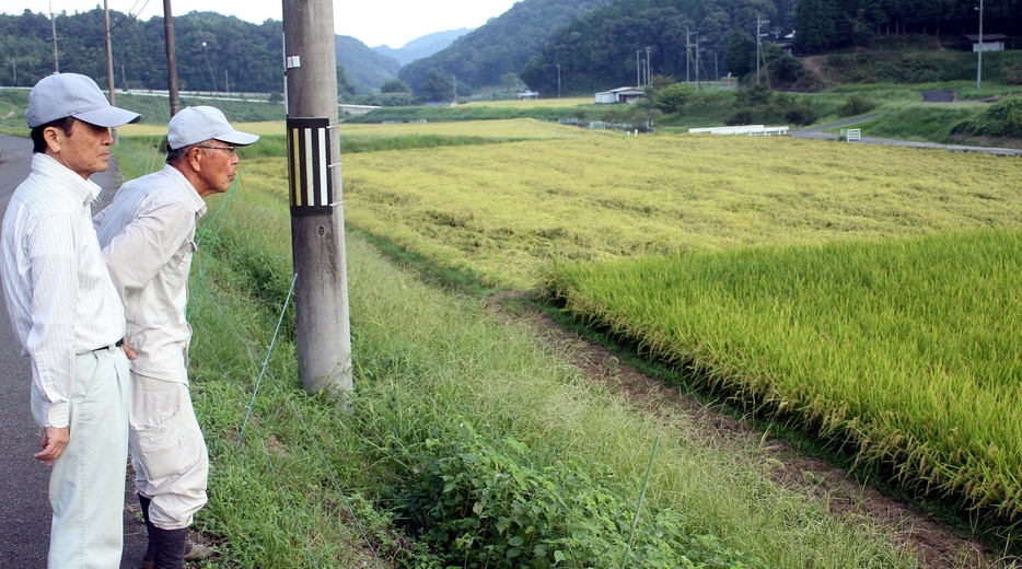 倒伏したコシヒカリ（奥）と、稲が立っている「にじのきらめき」を見比べる