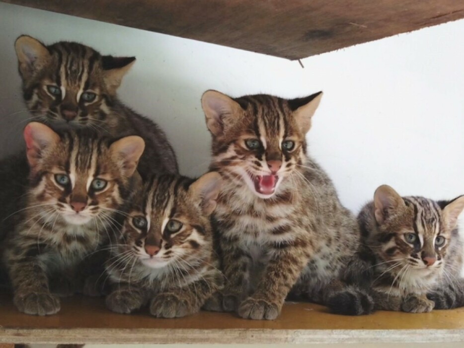 ツシマヤマネコの赤ちゃん 画像:名古屋市東山動植物園提供