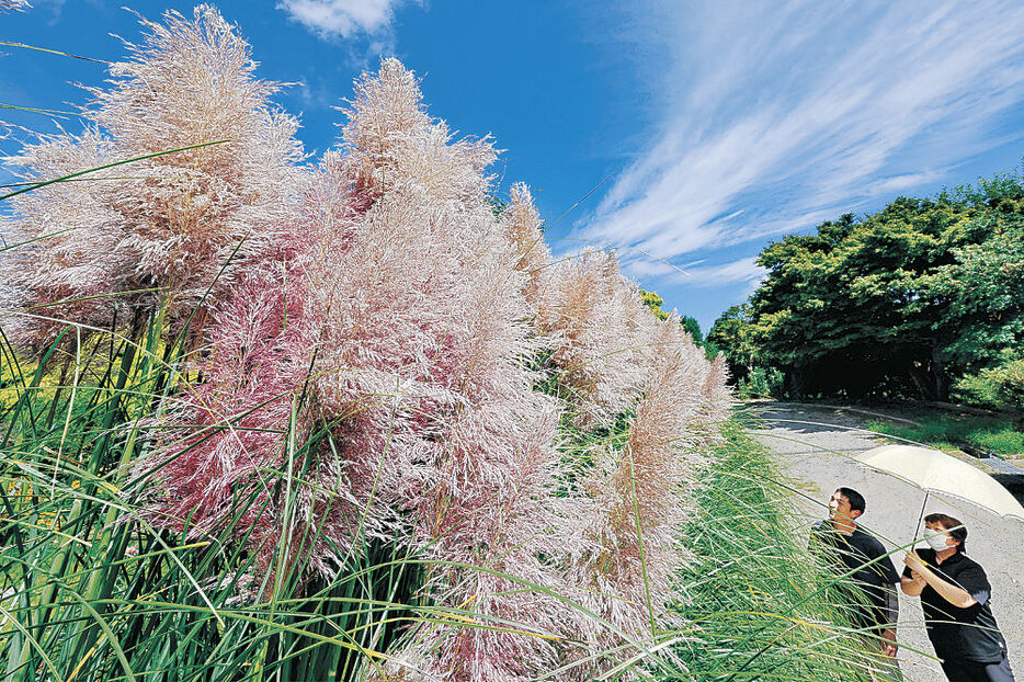 花穂を伸ばすパンパスグラス＝氷見市稲積の氷見あいやまガーデン