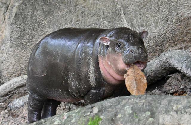 カオキアオ動物園の人気者、ムーデン＝伊藤弘毅撮影