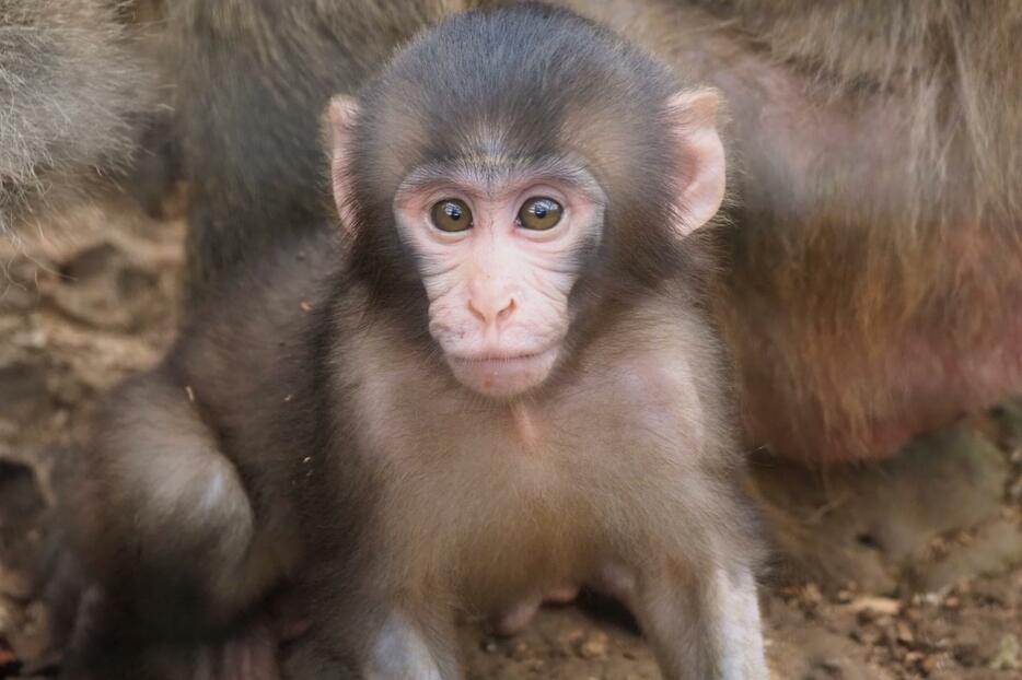 6月に生まれ、すくすくと育つヤクシマザル「ちひろ」の赤ちゃん＝23日、沖縄市の沖縄こどもの国（提供）