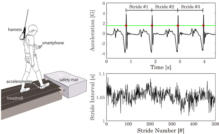 今回の歩きスマホの実験の模式図（左）と、加速度計で記録した歩行周期のグラフ。右足着地を表す鋭い波形はほぼ一定のテンポに見えるが（右上）、その繰り返しをグラフにすると歩行周期が変動する（右下）（京都大学提供）