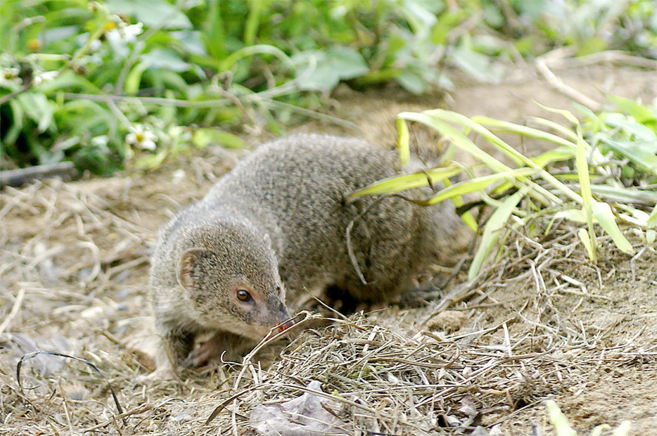 鹿児島県奄美大島で根絶が宣言されたフイリマングース（環境省奄美野生生物保護センター提供）